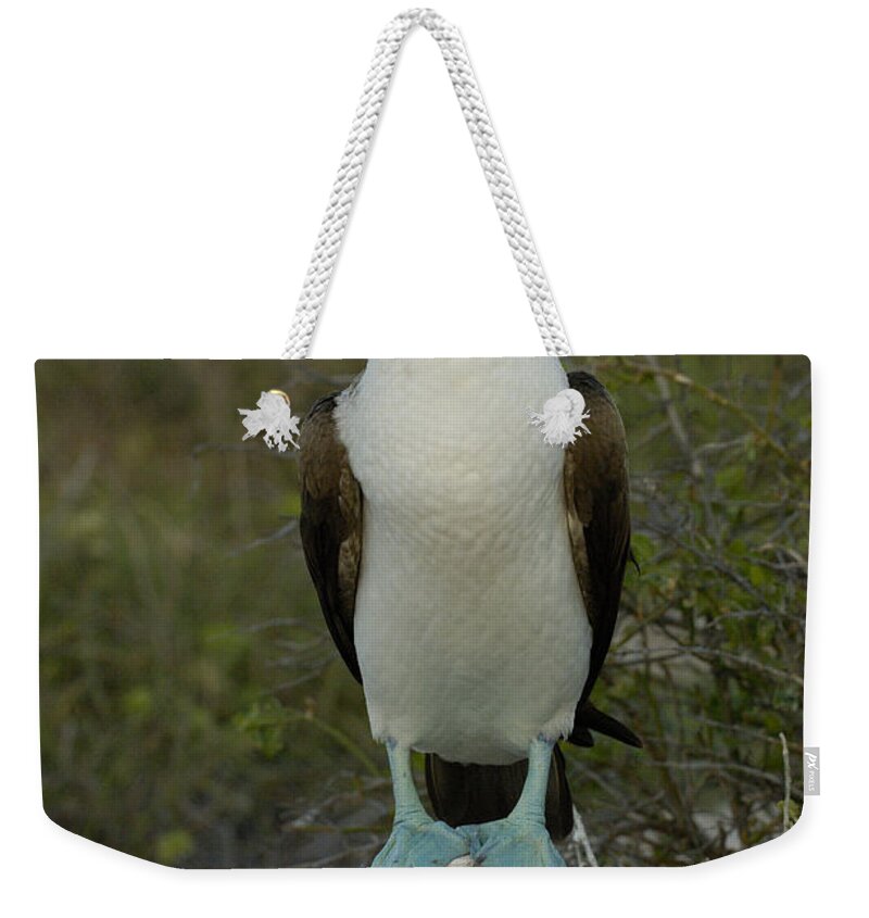 Mp Weekender Tote Bag featuring the photograph Blue-footed Booby Sula Nebouxii #1 by Pete Oxford