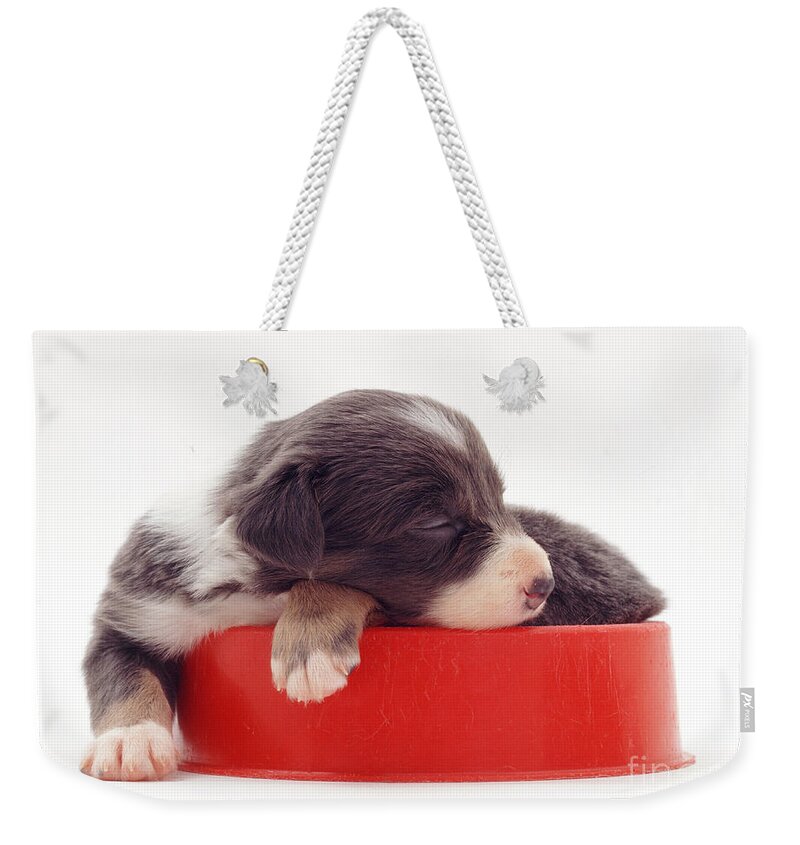 White Background Weekender Tote Bag featuring the photograph Border Collie Puppy Sleeping #1 by Jane Burton
