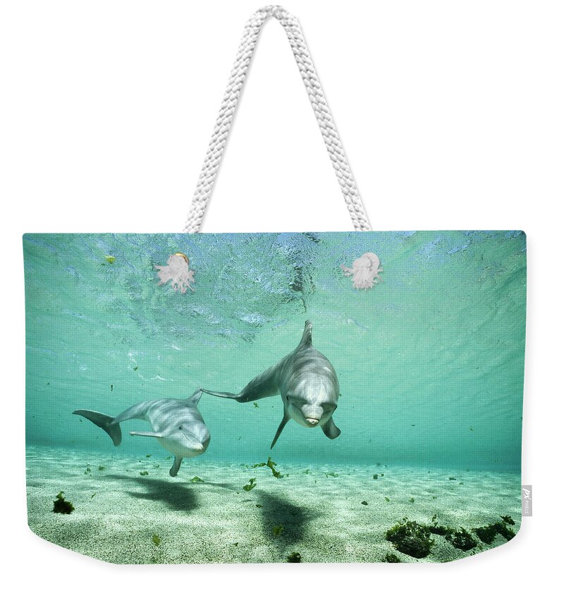 00082396 Weekender Tote Bag featuring the photograph Bottlenose Dolphin Pair Hawaii #1 by Flip Nicklin