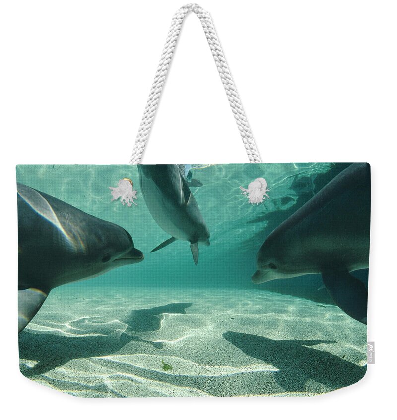 00087907 Weekender Tote Bag featuring the photograph Bottlenose Dolphin Trio Hawaii #1 by Flip Nicklin
