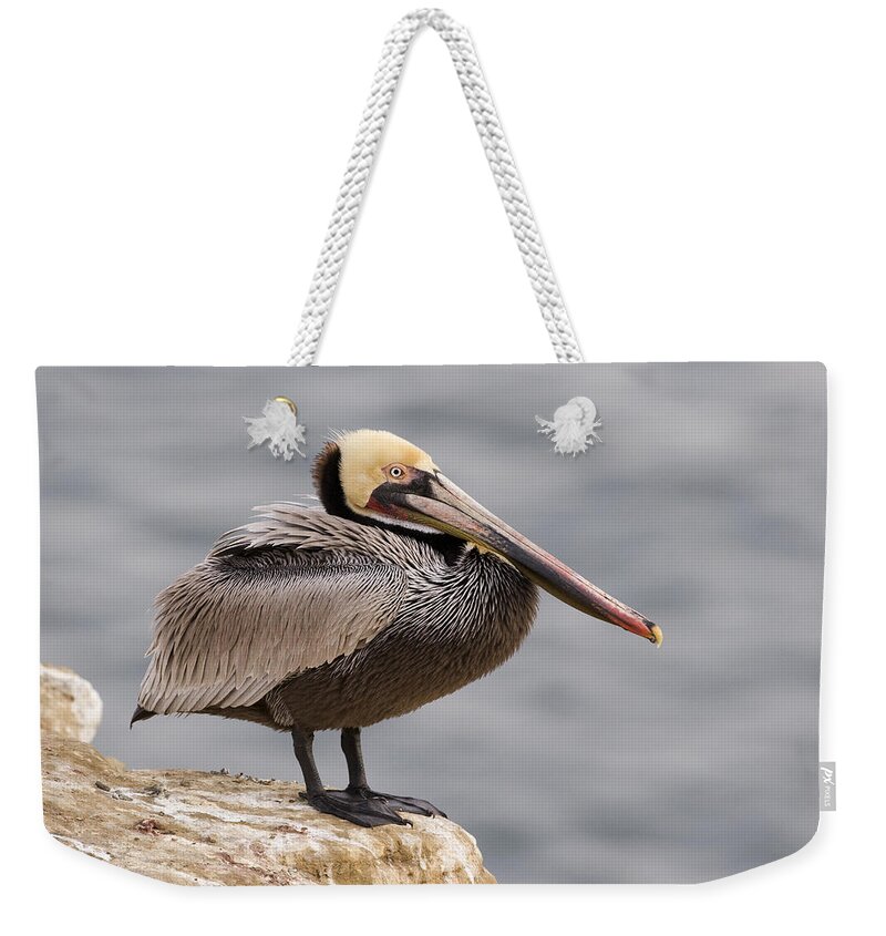 00429847 Weekender Tote Bag featuring the photograph Brown Pelican In Breeding Plumage La #1 by Sebastian Kennerknecht