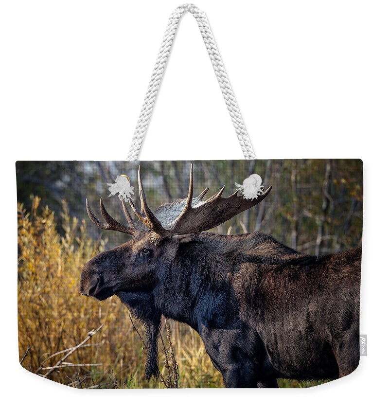 2012 Weekender Tote Bag featuring the photograph Bull Moose #2 by Ronald Lutz