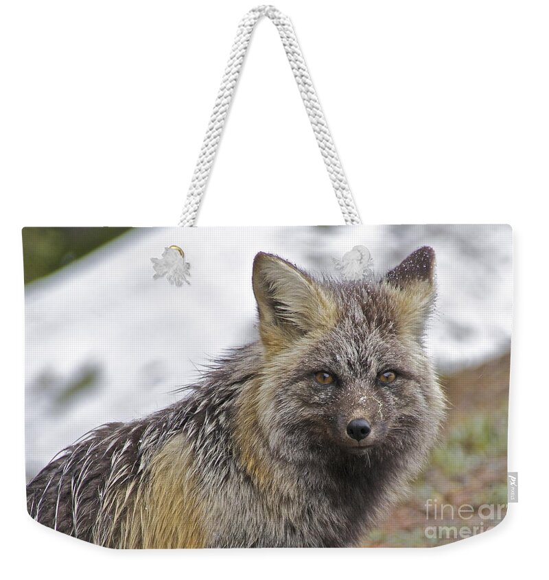 Photography Weekender Tote Bag featuring the photograph Cascade Red Fox #1 by Sean Griffin