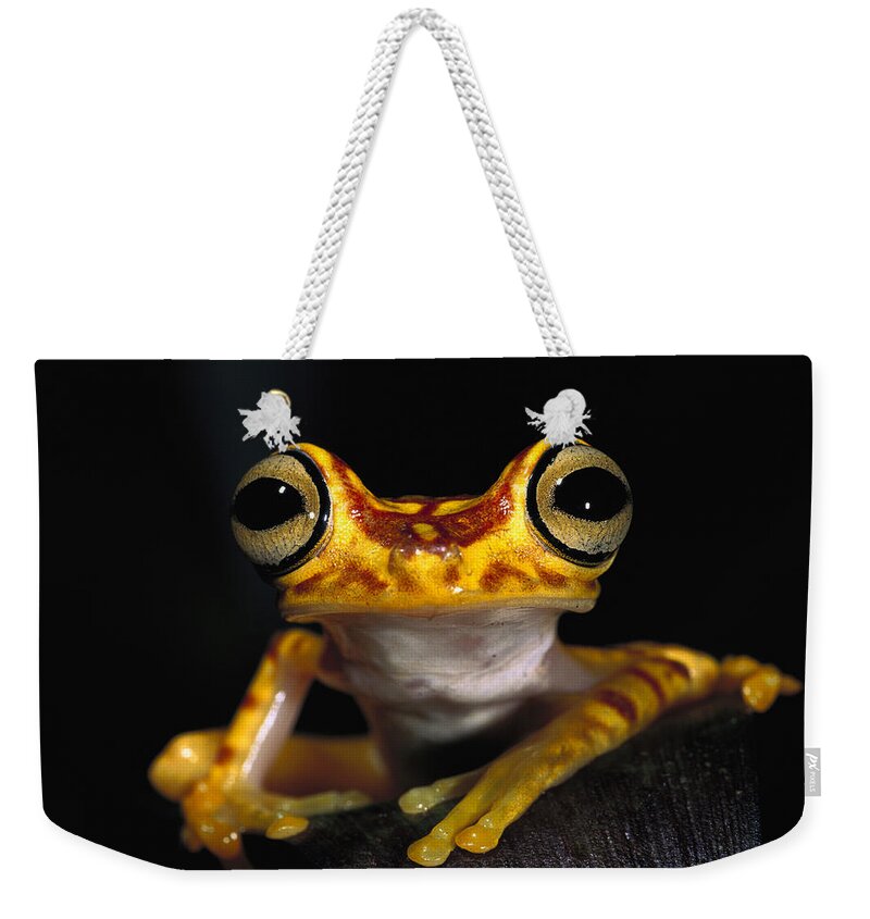 Mp Weekender Tote Bag featuring the photograph Chachi Tree Frog Hyla Picturata #1 by Pete Oxford