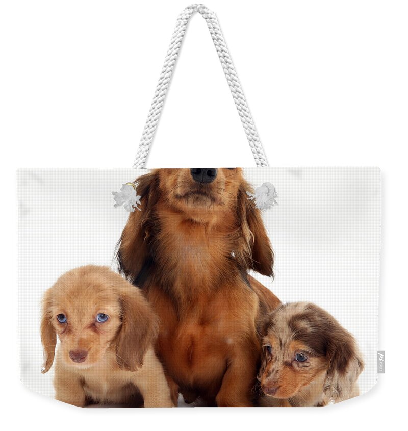 Dachshund Weekender Tote Bag featuring the photograph Dachshund With Pups #2 by Jane Burton