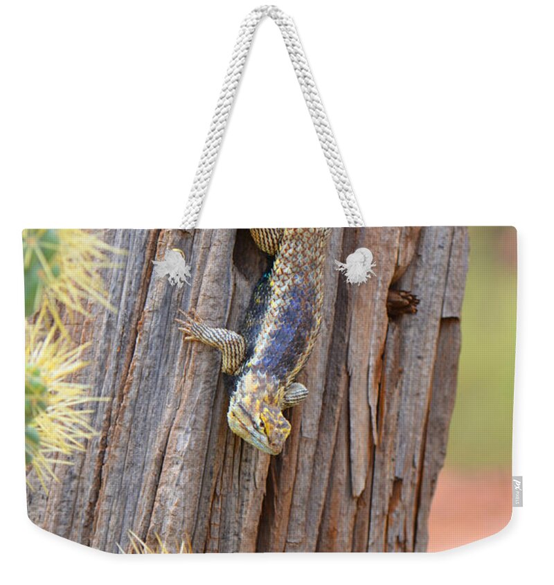 Reptilian Weekender Tote Bag featuring the photograph Desert Spiney Lizard #1 by Donna Greene