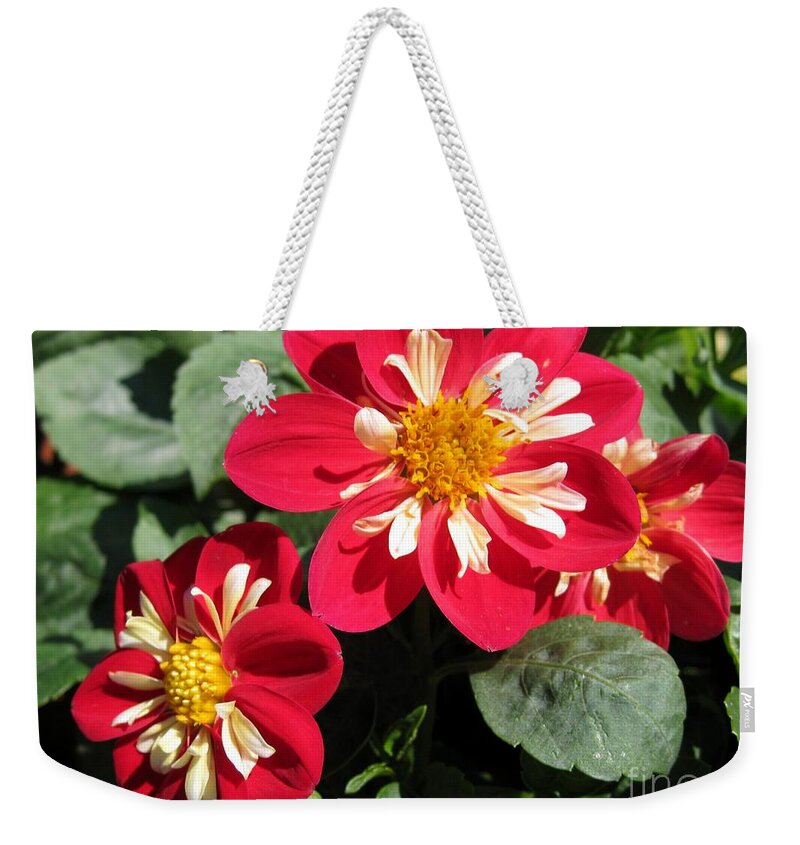 Dwarf Weekender Tote Bag featuring the photograph Dwarf Dahlia from the Collarette Dandy Mix #1 by J McCombie