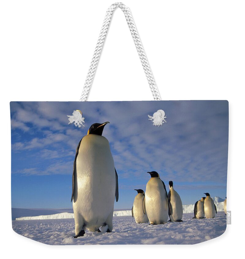 Mp Weekender Tote Bag featuring the photograph Emperor Penguin Aptenodytes Forsteri #1 by Tui De Roy