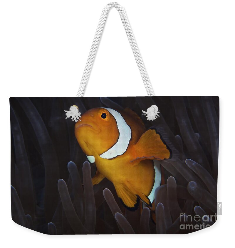 Swimming Weekender Tote Bag featuring the photograph False Ocellaris Clownfish In Its Host #1 by Terry Moore