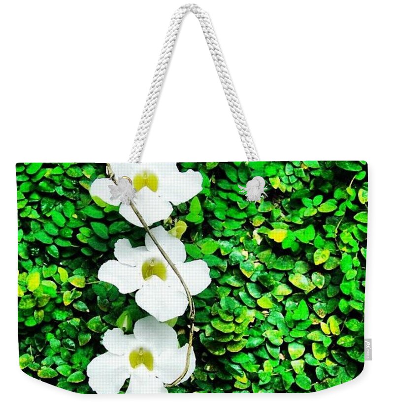  Weekender Tote Bag featuring the photograph Flowers #1 by Lorelle Phoenix