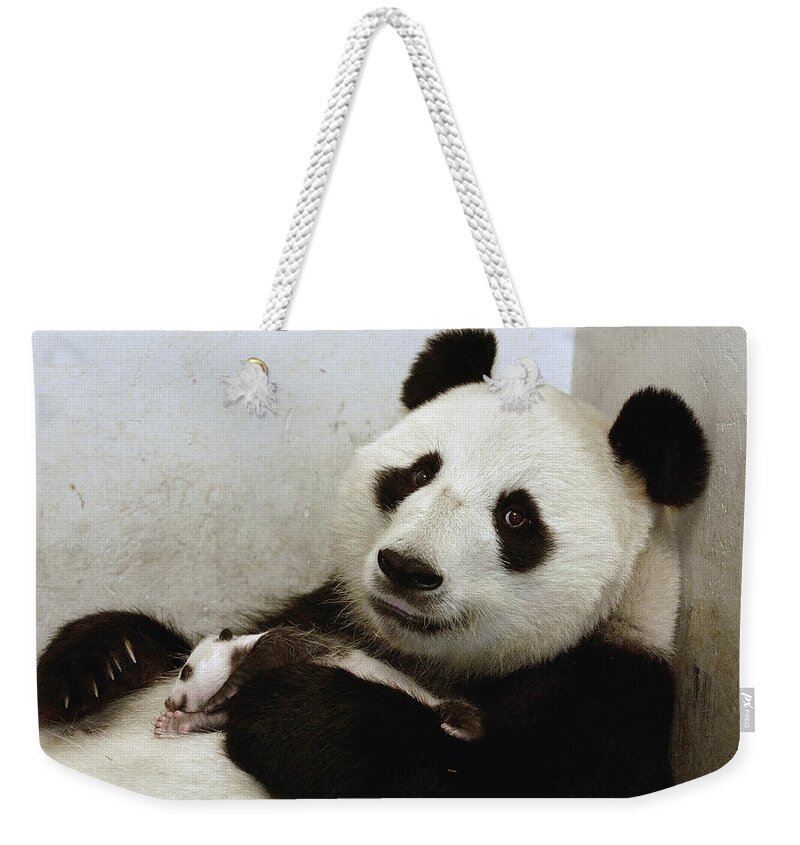 Mp Weekender Tote Bag featuring the photograph Giant Panda Ailuropoda Melanoleuca Xi #1 by Katherine Feng