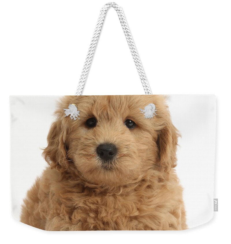 Nature Weekender Tote Bag featuring the photograph Goldendoodle Puppy #1 by Mark Taylor