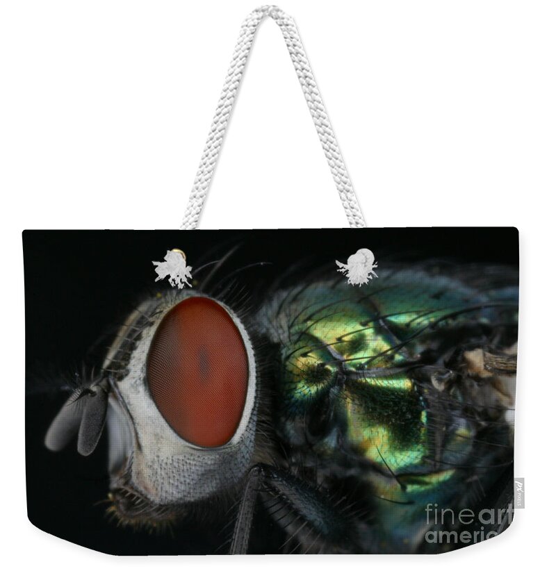 Blow Fly Weekender Tote Bag featuring the photograph Green Blow Fly #1 by Ted Kinsman