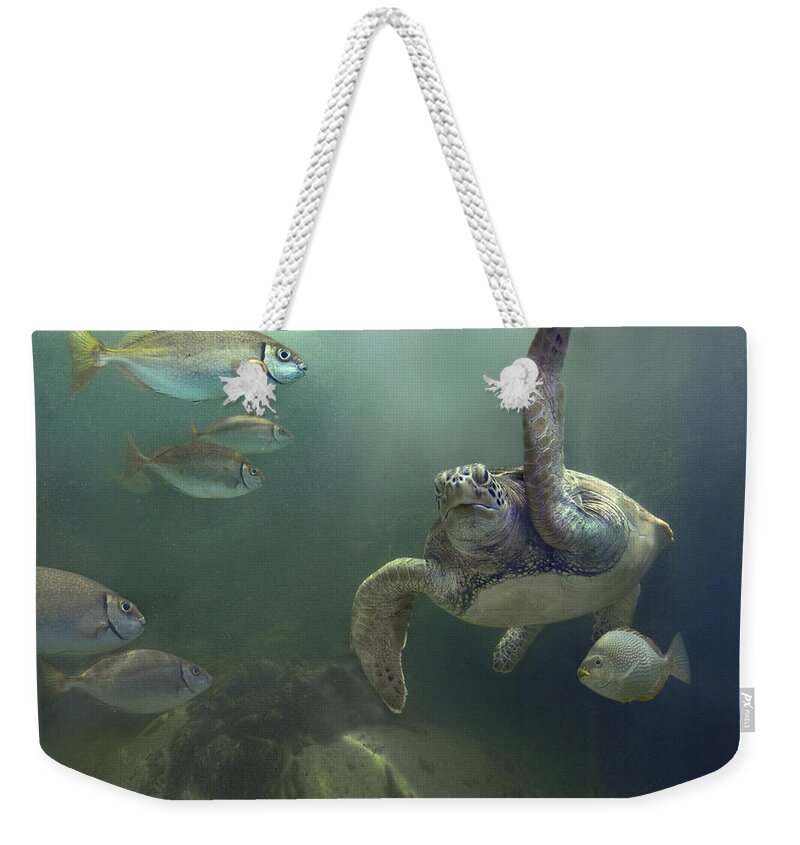 Mp Weekender Tote Bag featuring the photograph Green Sea Turtle Chelonia Mydas #1 by Tim Fitzharris