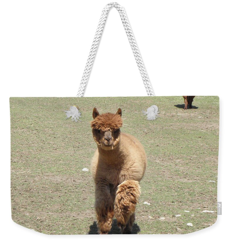 Alpaca Weekender Tote Bag featuring the photograph Here we come by Kim Galluzzo Wozniak