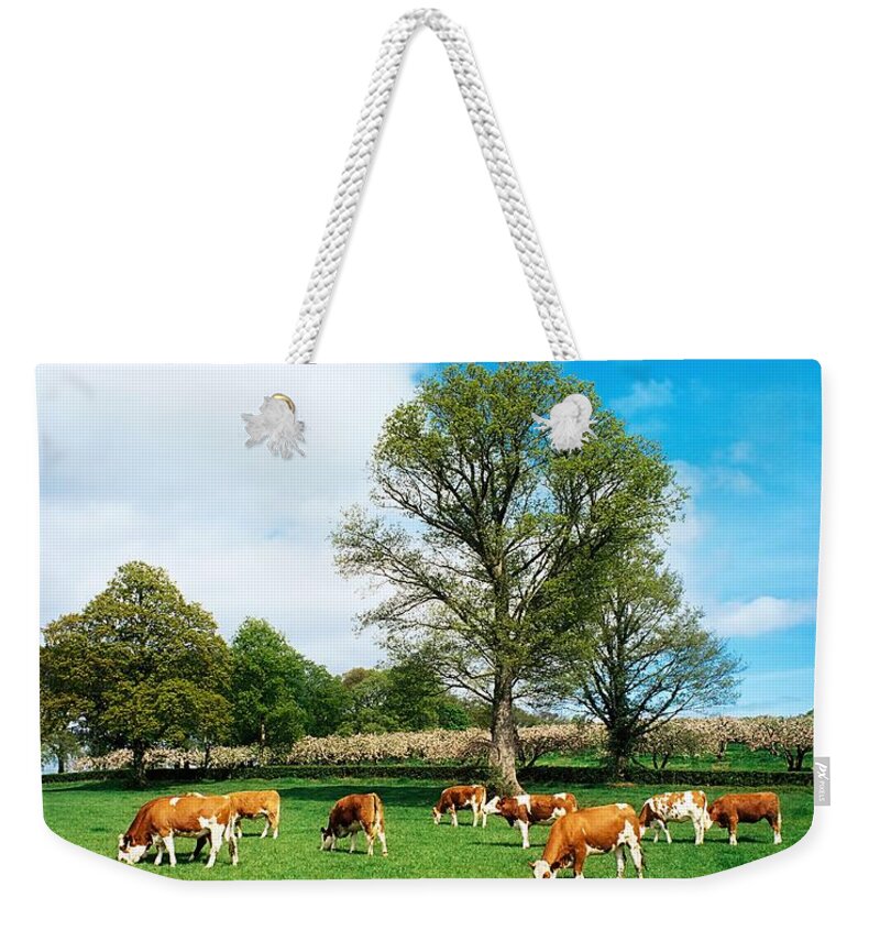 Bullock Weekender Tote Bag featuring the photograph Hereford Bullocks #1 by The Irish Image Collection 