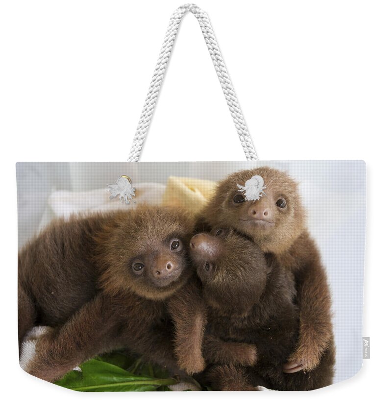 Mp Weekender Tote Bag featuring the photograph Hoffmanns Two-toed Sloth Choloepus by Suzi Eszterhas