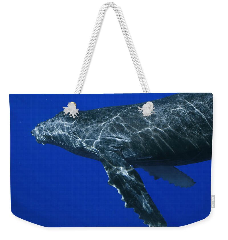 00999125 Weekender Tote Bag featuring the photograph Humpback Whale Maui Hawaii #1 by Flip Nicklin