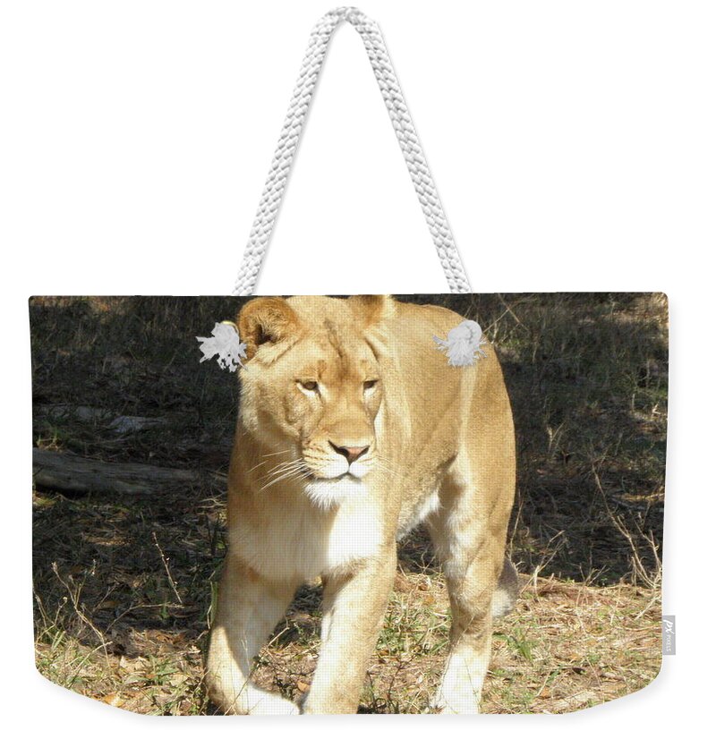 Lioness Weekender Tote Bag featuring the photograph Lioness #1 by Kim Galluzzo