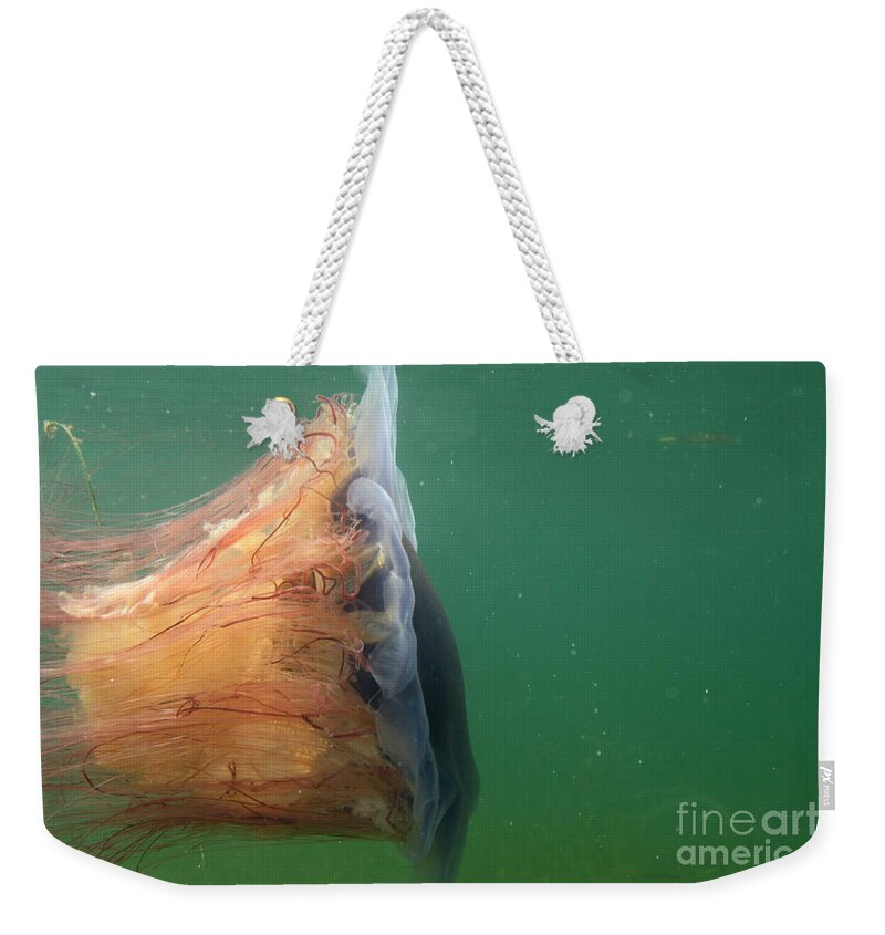 Lion's Mane Jellyfish Weekender Tote Bag featuring the photograph Lions Mane Jellyfish #9 by Ted Kinsman