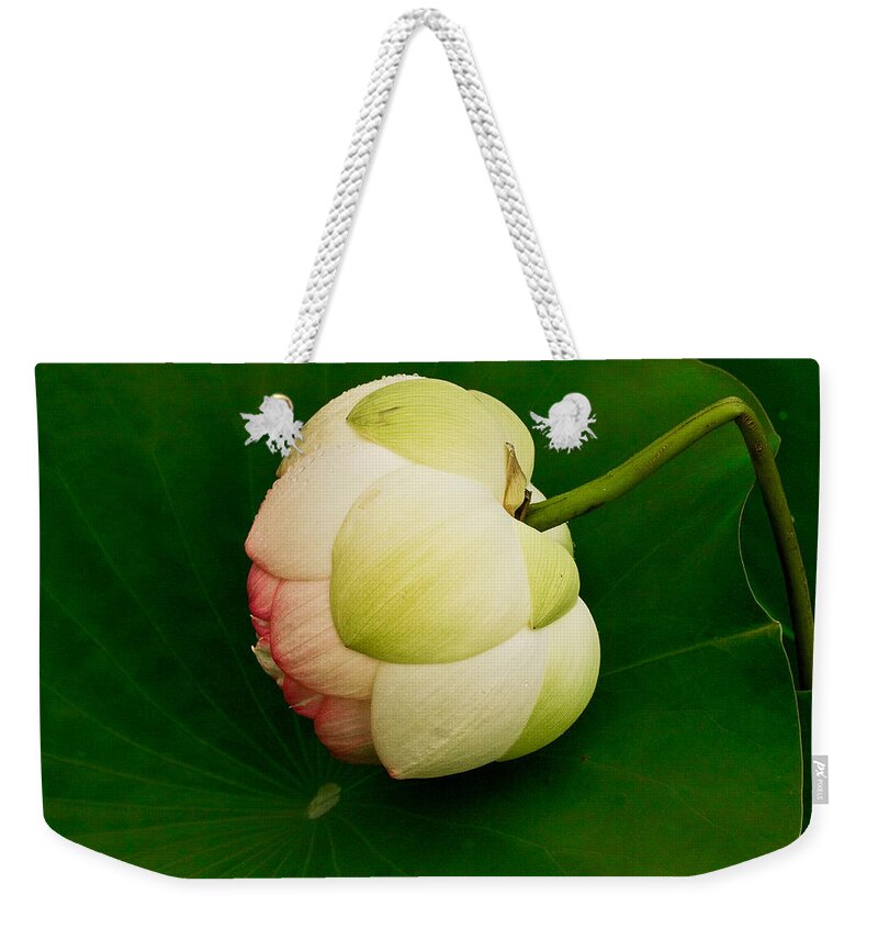 Flower Weekender Tote Bag featuring the photograph Lotus #1 by Jean Noren