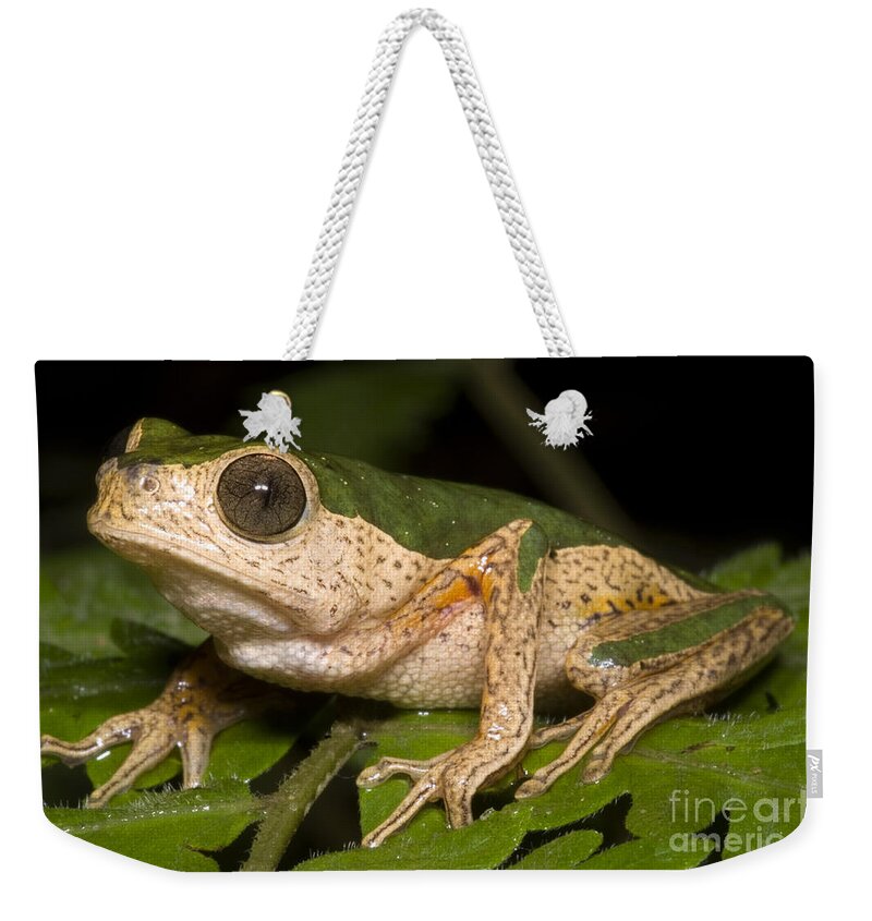 Frog Weekender Tote Bag featuring the photograph Monkey Frog #1 by Dante Fenolio