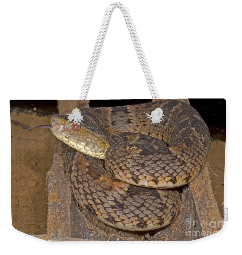 Bothrops Weekender Tote Bag featuring the photograph Pit Viper #1 by Dante Fenolio