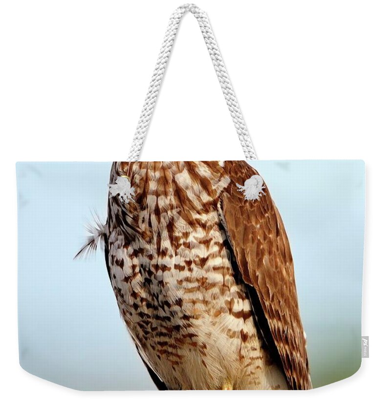 Red Weekender Tote Bag featuring the photograph Portrait of a Red shouldered Hawk #1 by Bill Dodsworth