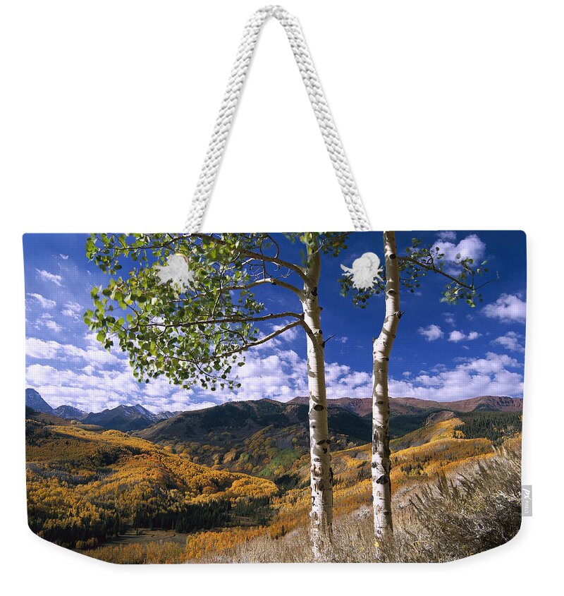 00174988 Weekender Tote Bag featuring the photograph Quaking Aspen Trees In Fall Colors #1 by Tim Fitzharris