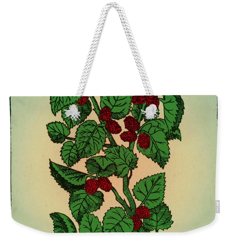 Red Mulberry Weekender Tote Bag featuring the photograph Red Mulberry #3 by Science Source