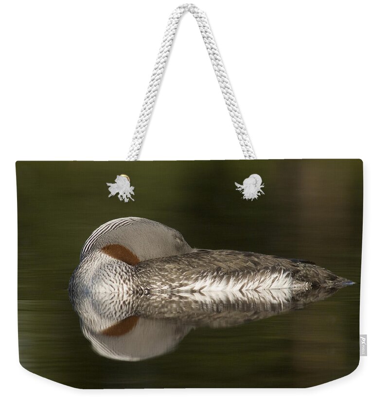 Mp Weekender Tote Bag featuring the photograph Red-throated Loon Gavia Stellata #1 by Michael Quinton