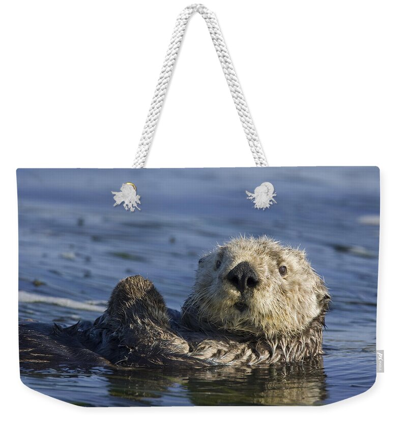 00438534 Weekender Tote Bag featuring the photograph Sea Otter Monterey Bay California #1 by Suzi Eszterhas