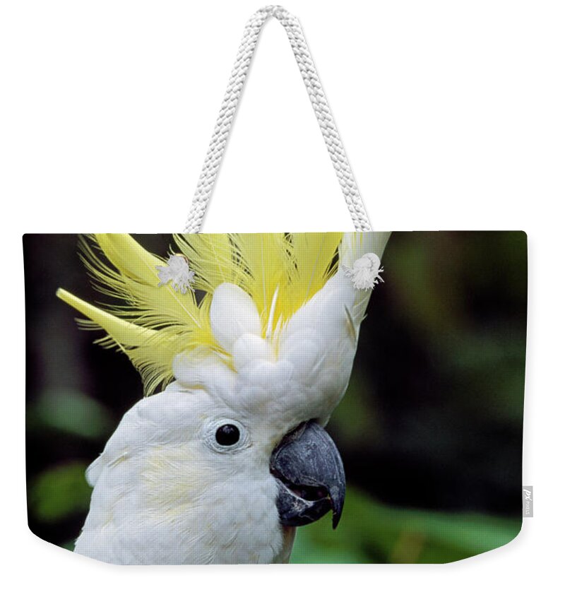 00785496 Weekender Tote Bag featuring the photograph Sulphur-crested Cockatoo Cacatua by Thomas Marent