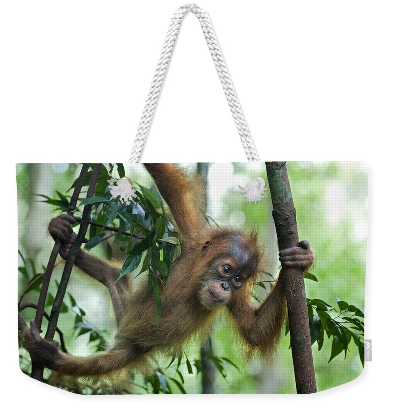 Mp Weekender Tote Bag featuring the photograph Sumatran Orangutan Baby by Suzi Eszterhas