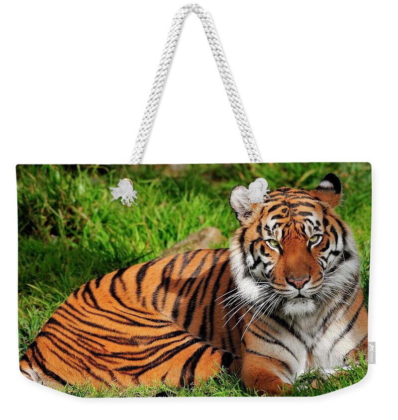 Sumatran Weekender Tote Bag featuring the photograph Sumatran Tiger #1 by Bill Dodsworth