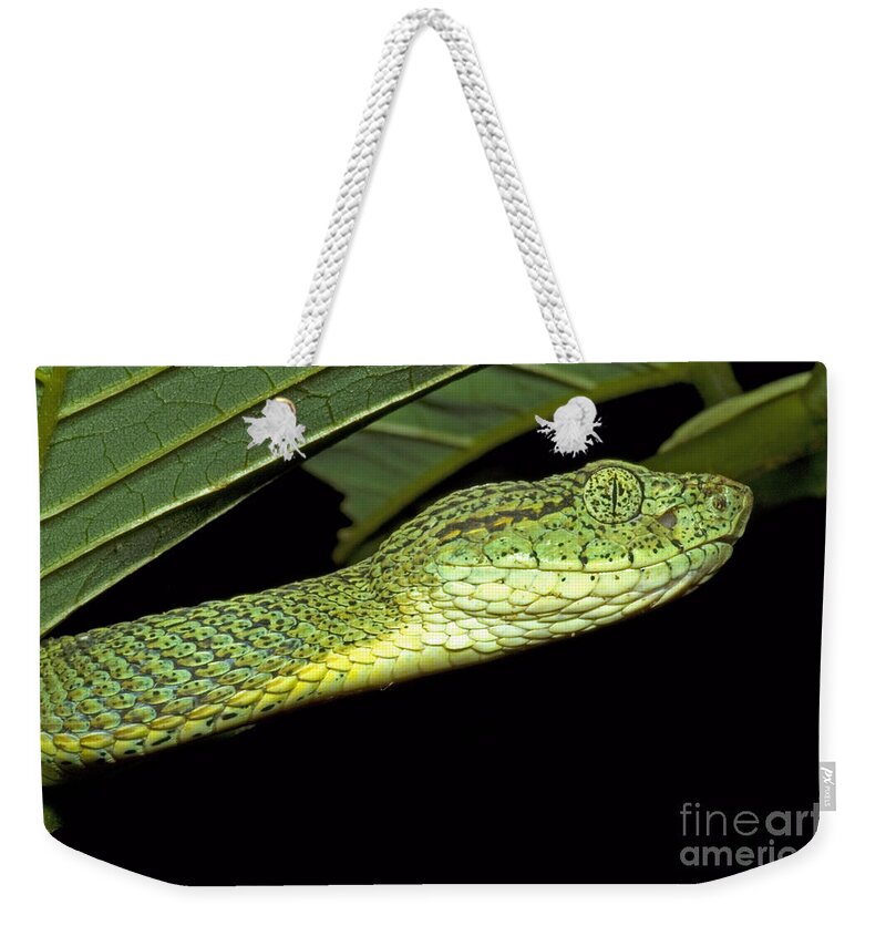 Bothriopsis Bilineata Smaragdin Weekender Tote Bag featuring the photograph Two Striped Forest Pit Viper #1 by Dante Fenolio