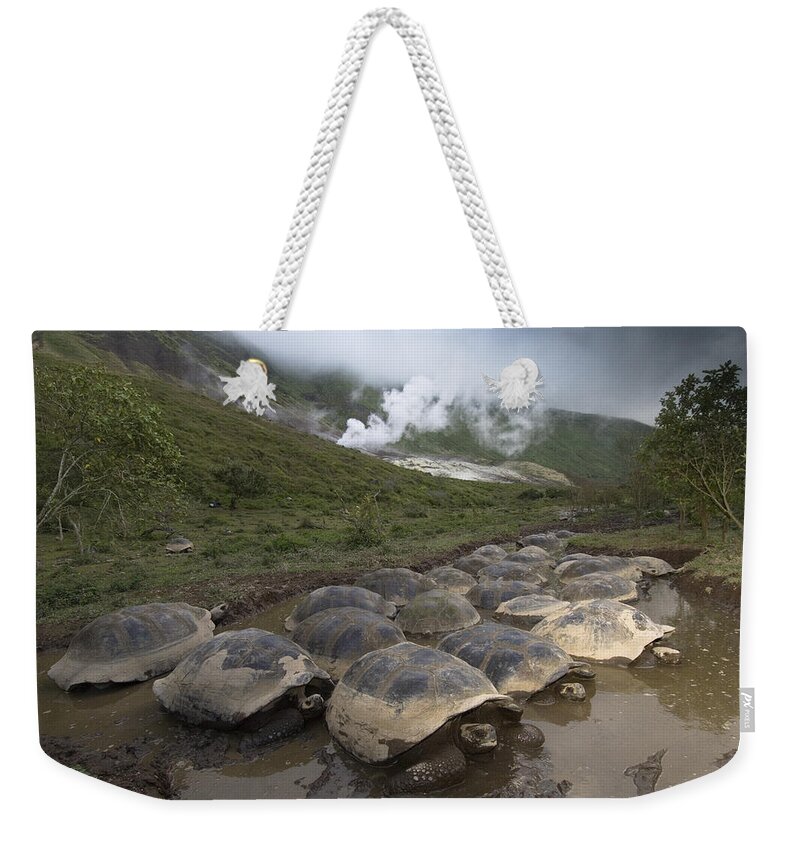 Mp Weekender Tote Bag featuring the photograph Volcan Alcedo Giant Tortoise Geochelone #1 by Pete Oxford