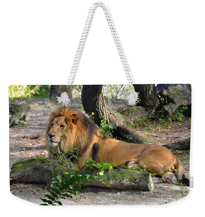 Lion Weekender Tote Bag featuring the photograph Watching and Waiting #1 by Carol Bradley