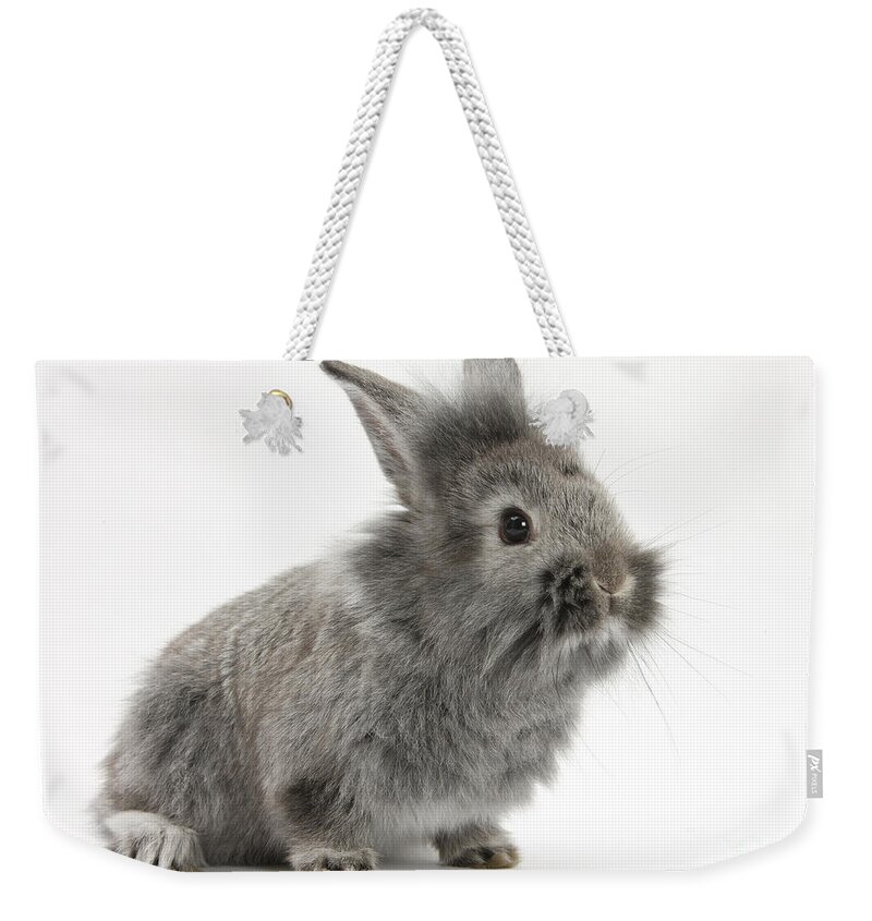 Nature Weekender Tote Bag featuring the photograph Young Silver Lionhead Rabbit #1 by Mark Taylor