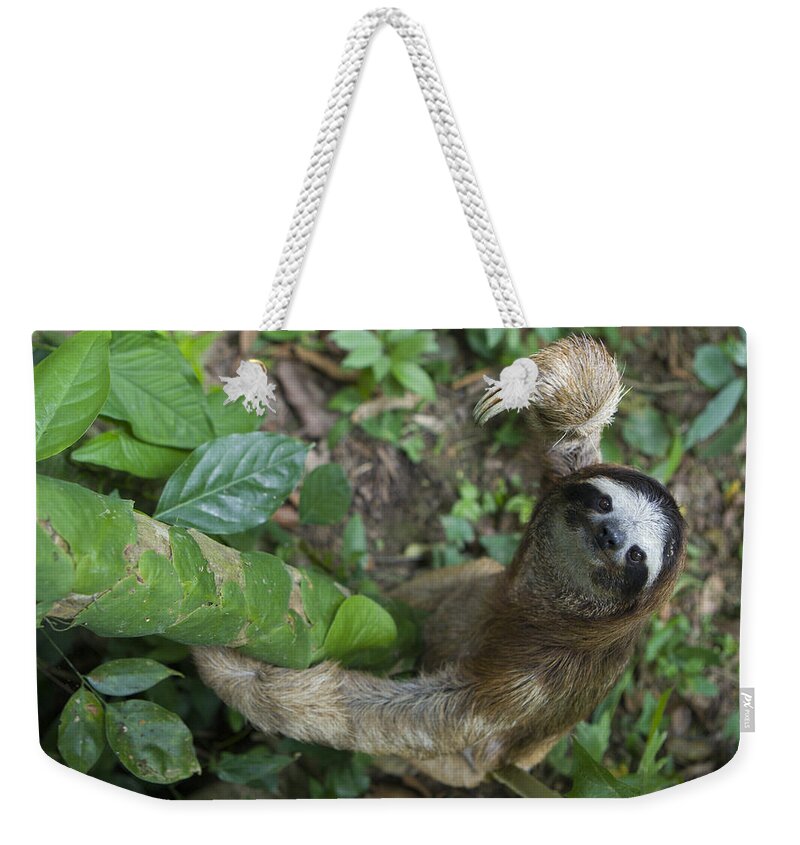 Mp Weekender Tote Bag featuring the photograph Brown-throated Three-toed Sloth by Suzi Eszterhas