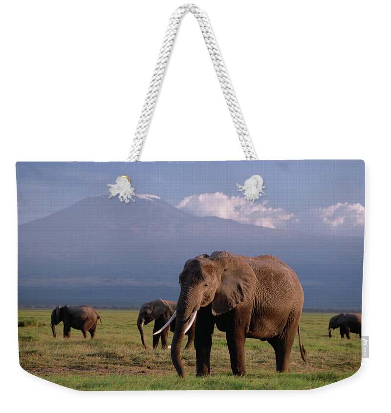 Mp Weekender Tote Bag featuring the photograph African Elephant Loxodonta Africana #11 by Gerry Ellis