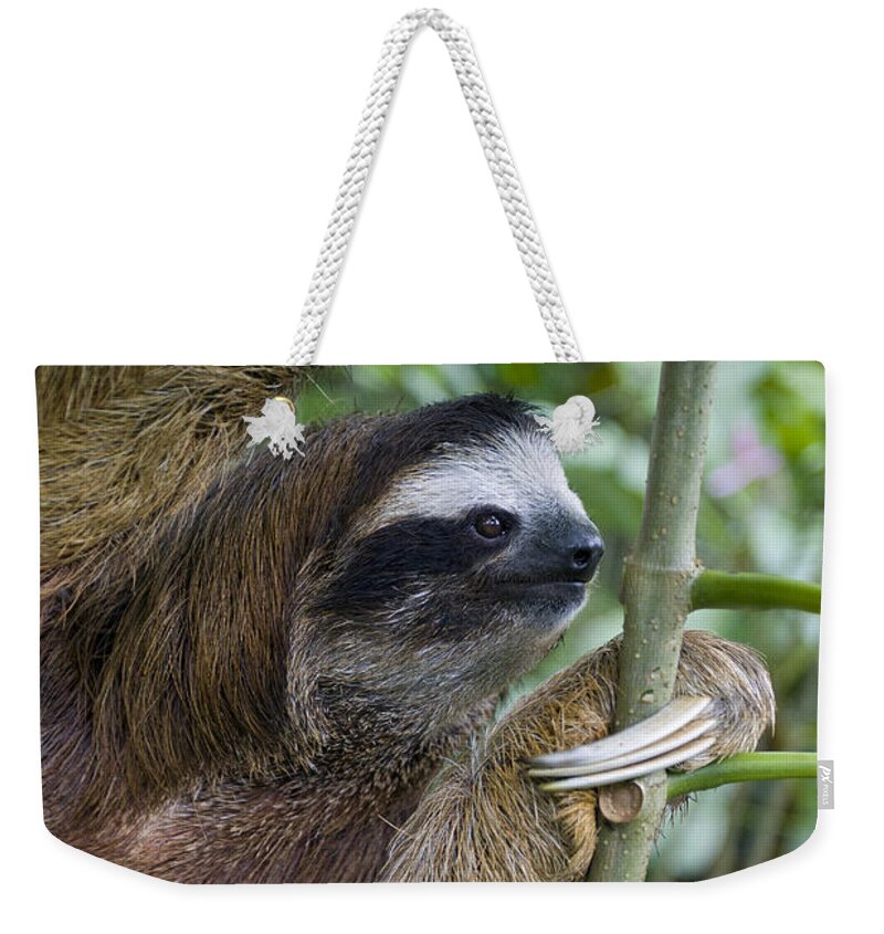 Mp Weekender Tote Bag featuring the photograph Brown-throated Three-toed Sloth #12 by Suzi Eszterhas