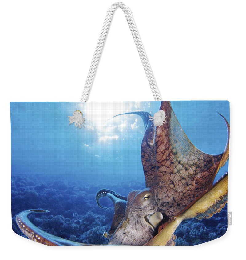 30-csm0241 Weekender Tote Bag featuring the photograph Hawaii, Day Octopus #15 by Dave Fleetham - Printscapes