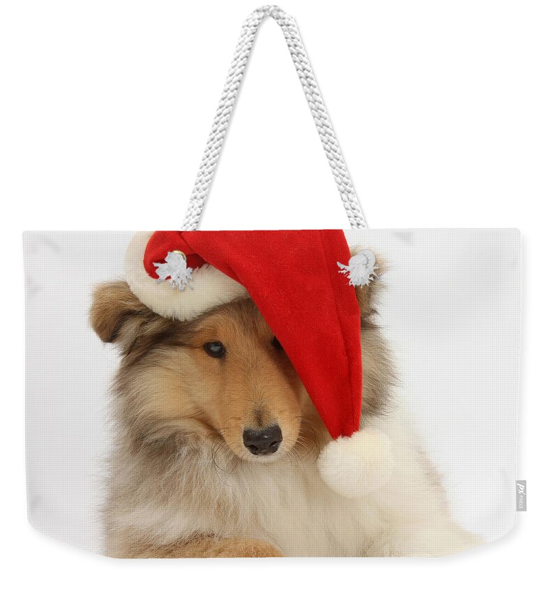Dog Weekender Tote Bag featuring the photograph Christmas Collie #2 by Mark Taylor