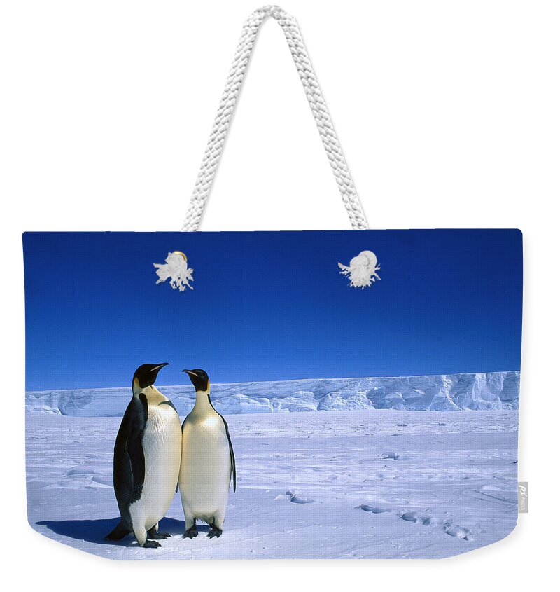 Mp Weekender Tote Bag featuring the photograph Emperor Penguin Aptenodytes Forsteri #2 by Pete Oxford