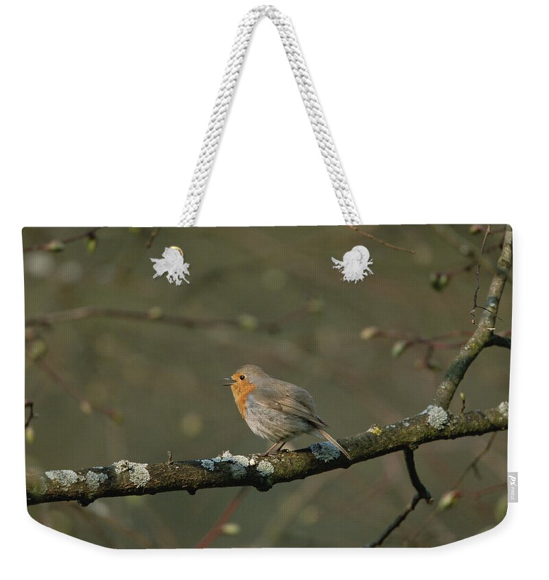 Mp Weekender Tote Bag featuring the photograph European Robin Erithacus Rubecula #2 by Konrad Wothe