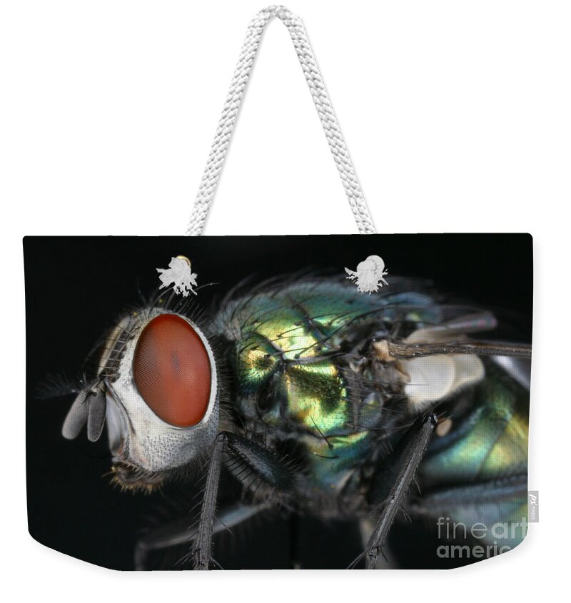 Blow Fly Weekender Tote Bag featuring the photograph Green Blow Fly #2 by Ted Kinsman
