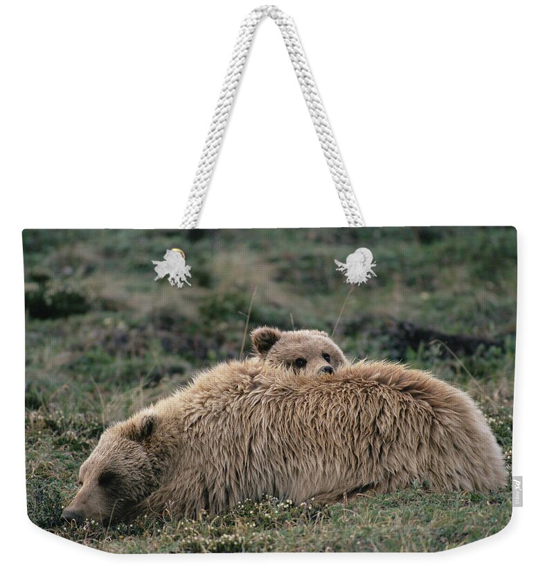 Mp Weekender Tote Bag featuring the photograph Grizzly Bear Ursus Arctos Horribilis #2 by Michael Quinton