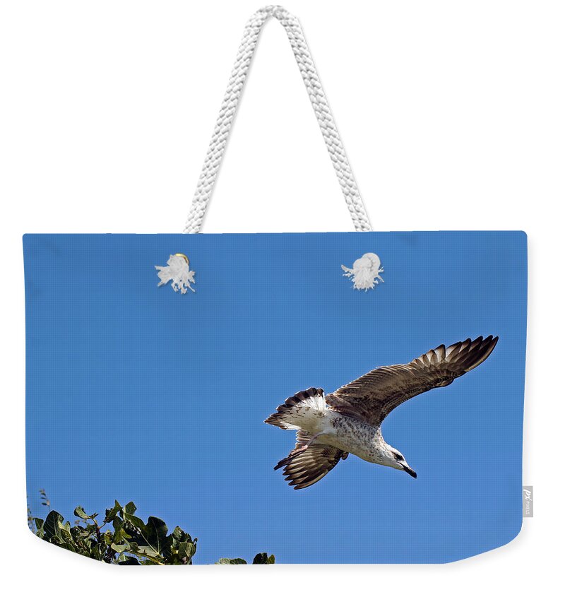 Gull Weekender Tote Bag featuring the photograph Juvenile Herring Gull #2 by Tony Murtagh