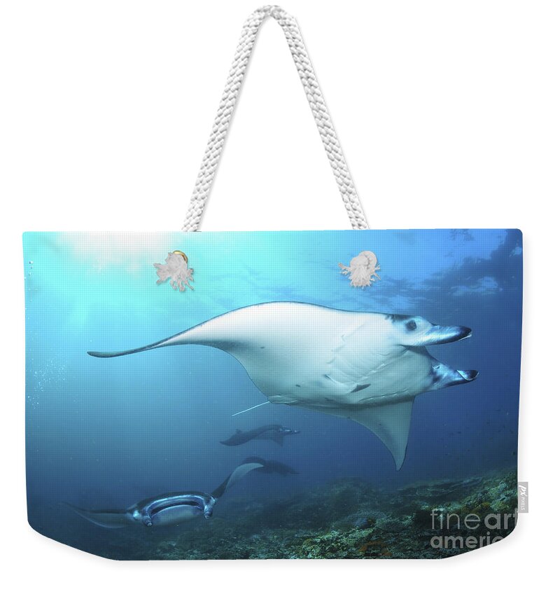 Indonesia Weekender Tote Bag featuring the photograph Manta Rays, Komodo, Indonesia #2 by Mathieu Meur